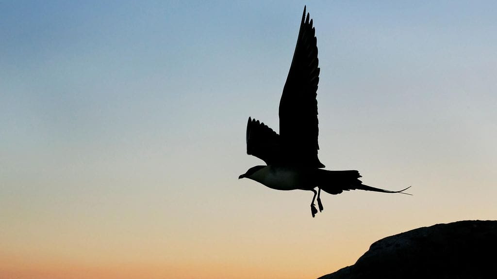 Linnut ja ilmastonmuutos, tunturikihu