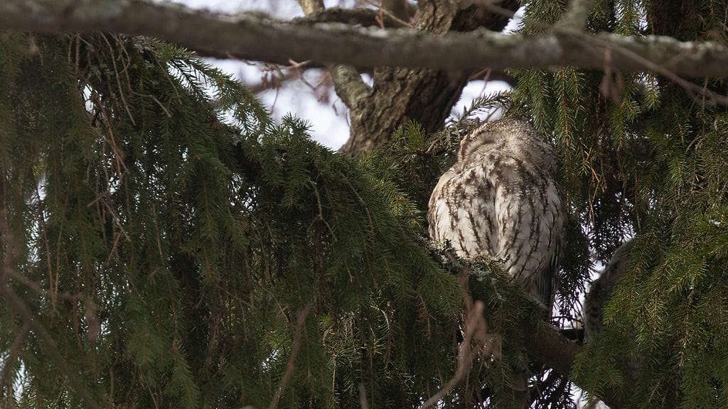 Linnut ja ilmastonmuutos, lehtopöllö