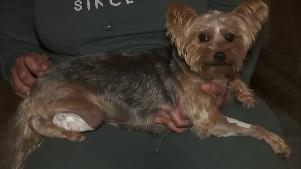 Sankarikoira paranee kovaa vauhtia ampumavälikohtauksesta.