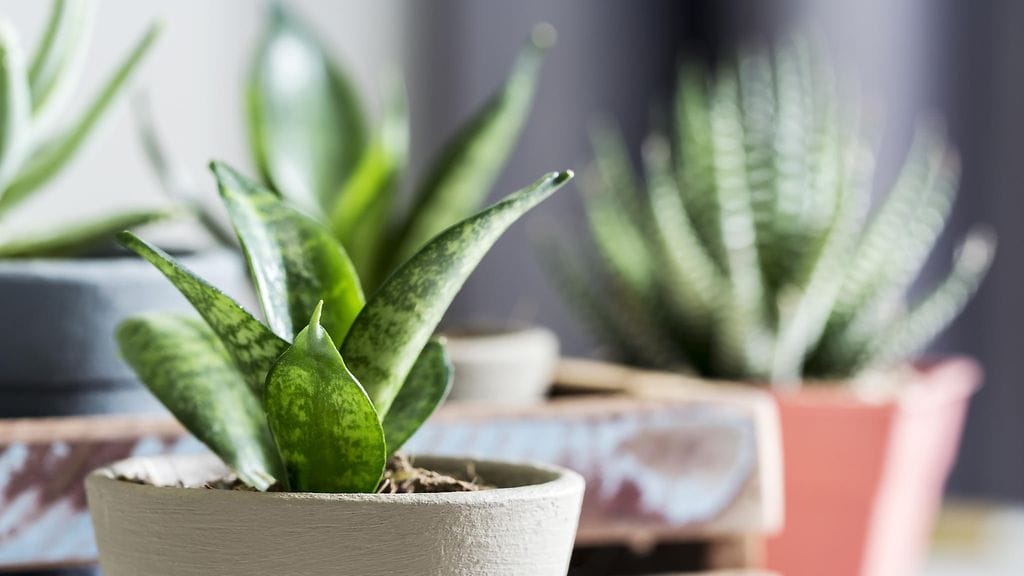 Paksulehtiset mehikasvit ovat helppohoitoisia huonekasveja, joita ei tarvitse kastella usein. Kuvituskuva.