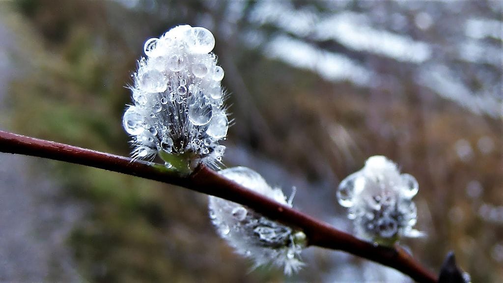 Raimo Laakso ikuisti sateen kastelemat pajunkissat Uudessakaupungissa 3. maaliskuuta 2020.