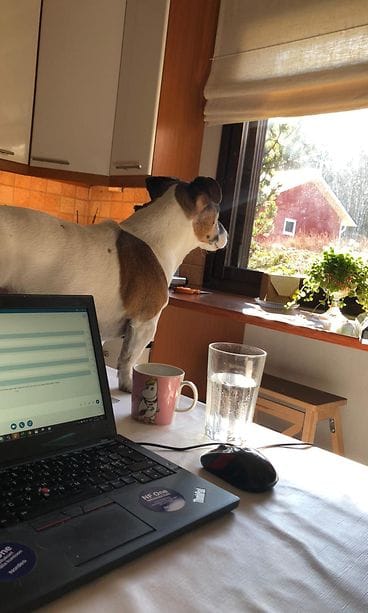 Etätyöpiste_koirapöydällä