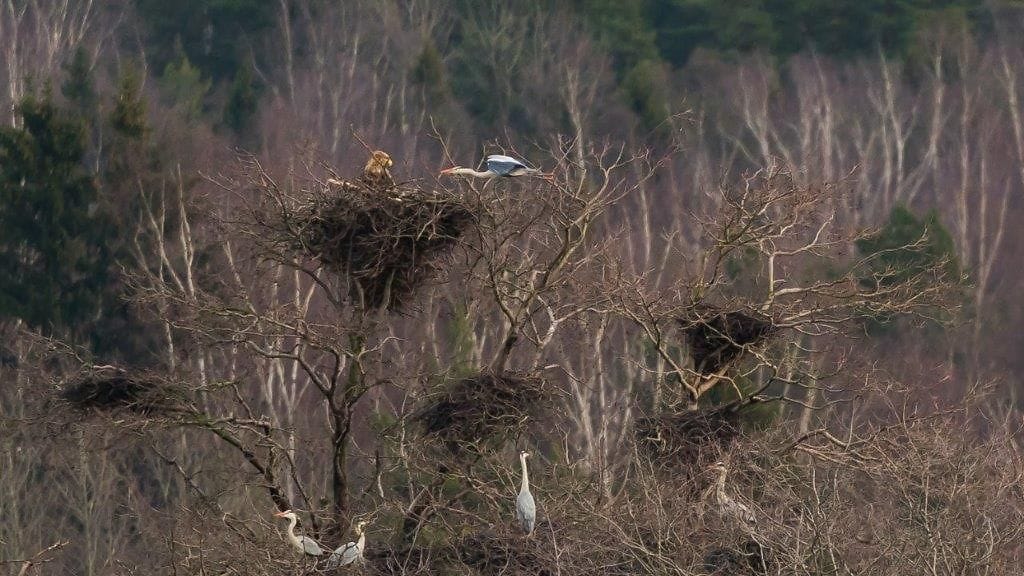 Merikotkat, Vanhankaupunginlahti
