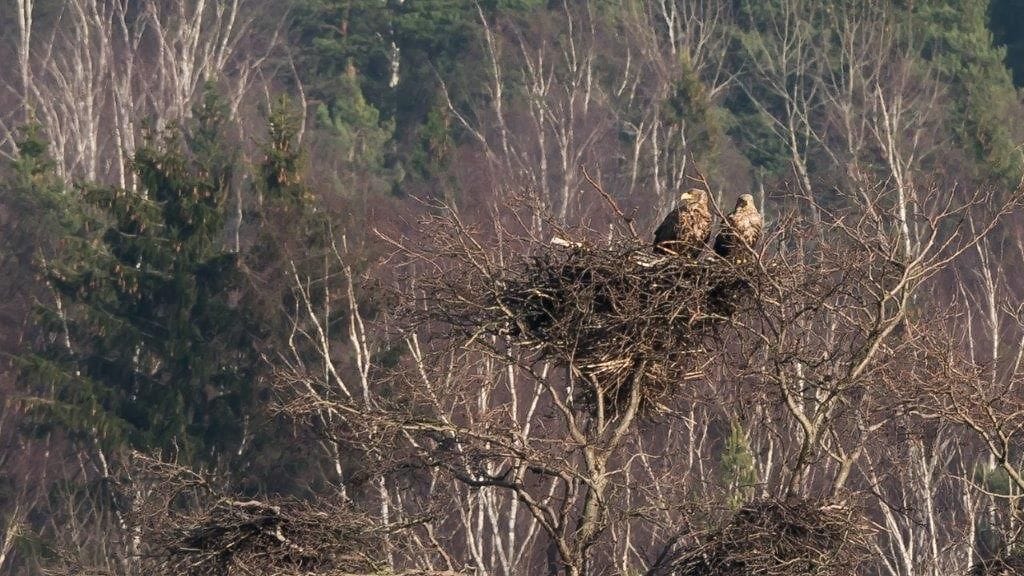 Merikotkat, Helsinki, Vanhankaupunginlahti