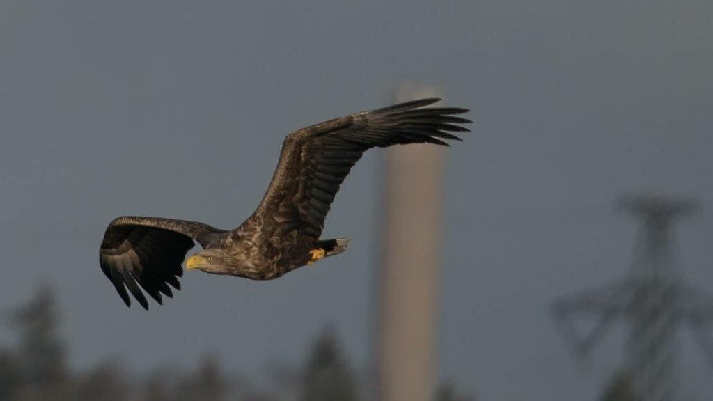 Merikotka, Helsinki, Viikki