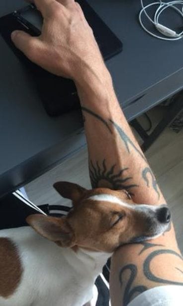 Rocco-koira