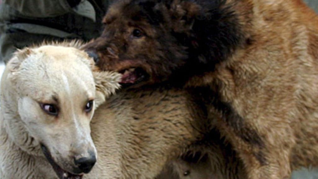 Kuvan koirat eivät liitty tapauksiin