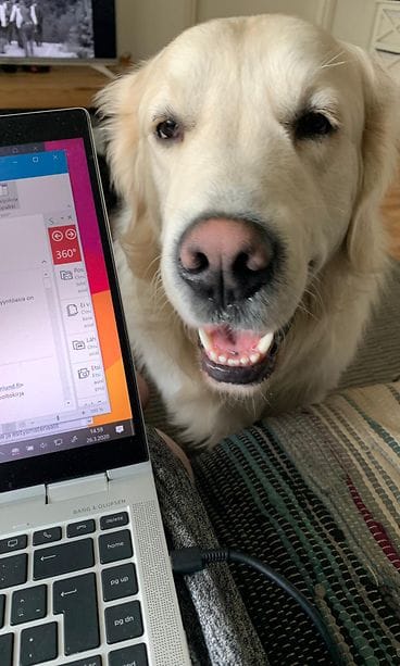 Kultainennoutaja Tex