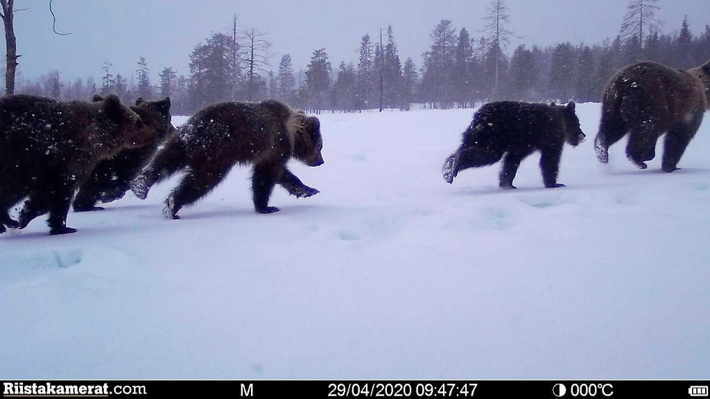 Karhut juoksemassa. Kuva: Riistakamerat.com