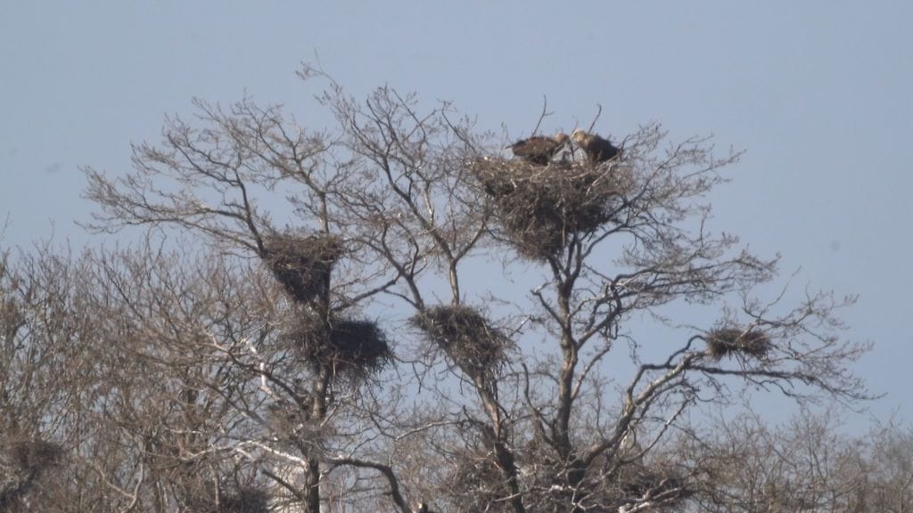 Merikotkat, poikaset, Helsinki