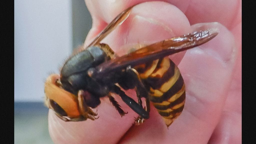 Kiinanherhiläinen kädessä