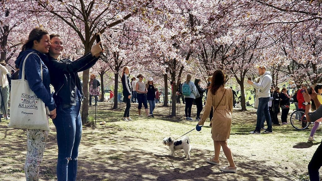 LK kirsikankukat roihuvuori 1