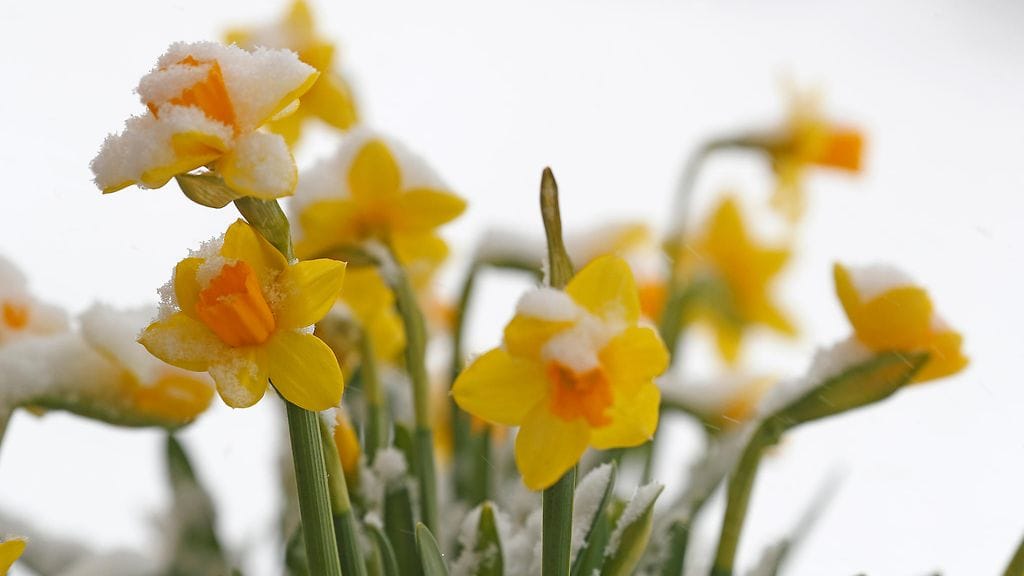 Siinä missä aiemmin kevät näytti etenevän lämpimänä, nyt onkin tarjolla jopa lumisateita. Kuvassa narsisseja lumen alla.