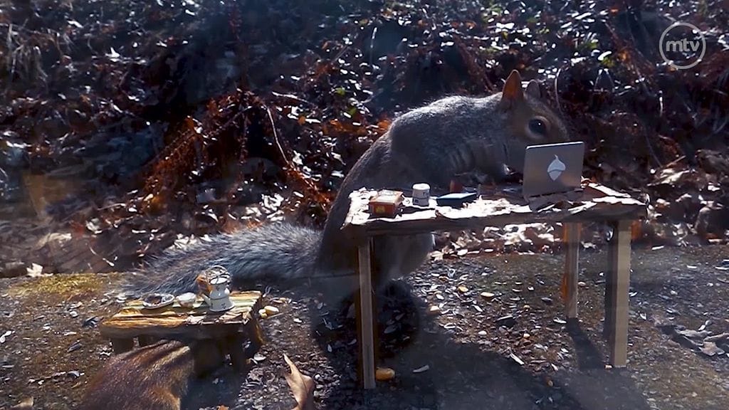 OMA: Orava, Lumi Barron