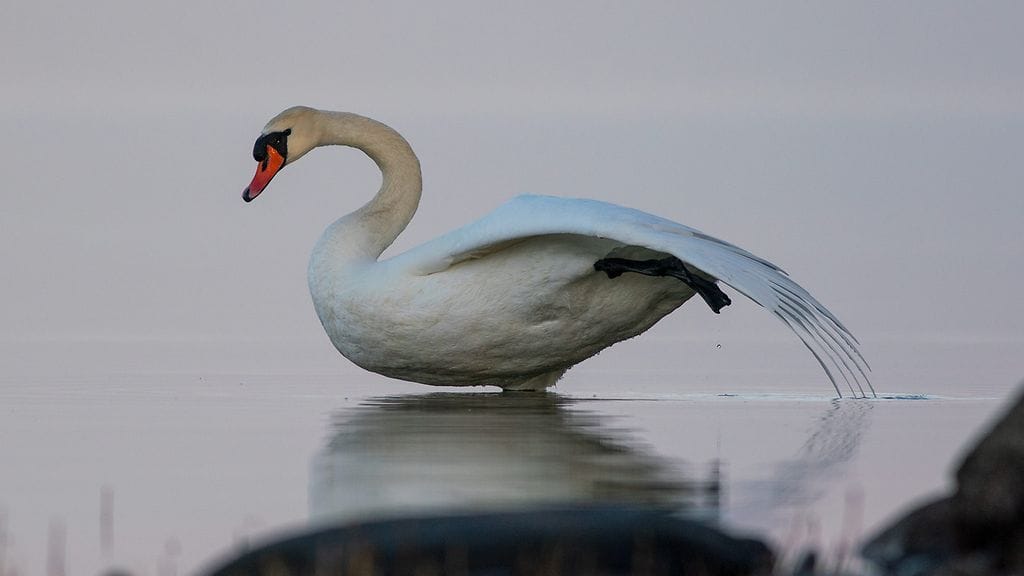 Joutsen, Pasi Markkanen