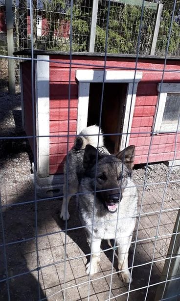 koira2
