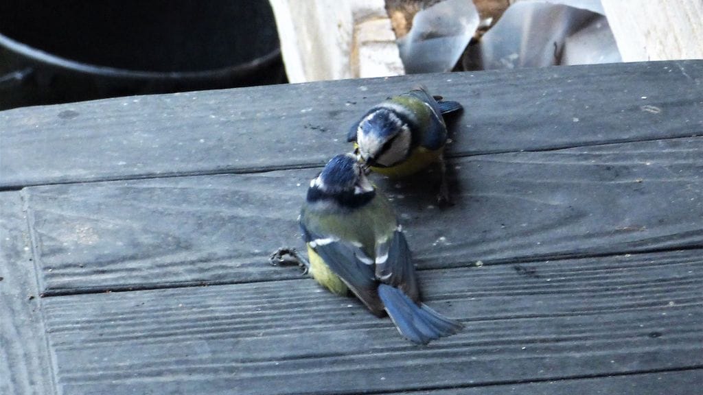 Tiainen huolehtii ikkunaan törmänneestä lajitoveristaan. Kuva: Hannu Lehto