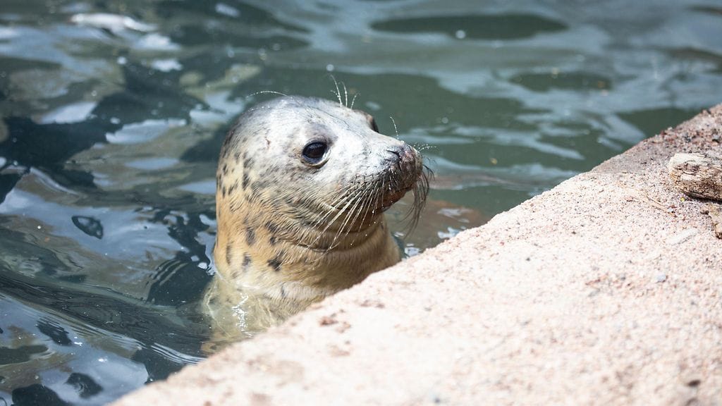 Hylje kurkkaa korkeasaaren eläintarha