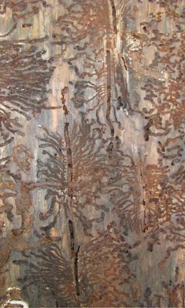 Kirjanpainajan toukkakäytäviä kuusen rungolla