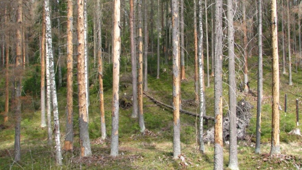 Kirjanpainajan kuivattama kuusikko