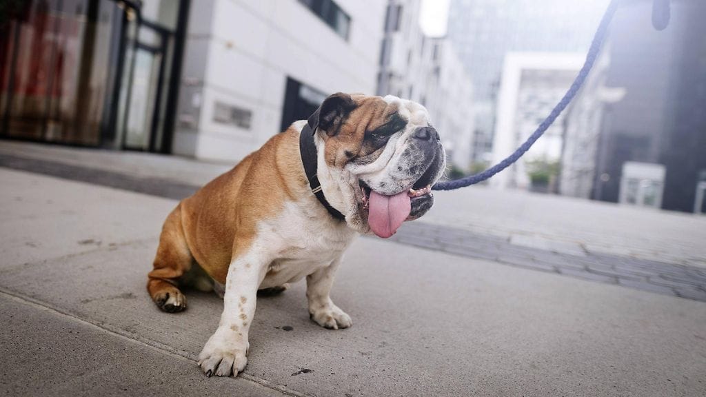 AOP, englanninbulldoggi, englanninbulldog, bulldog, koira