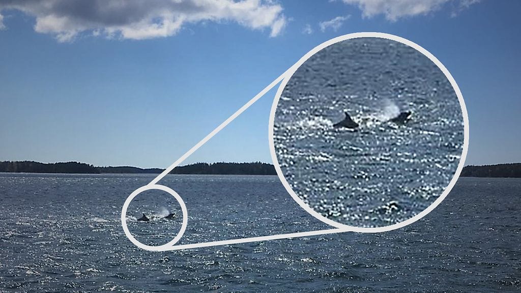 Delfiini Taalintehdas