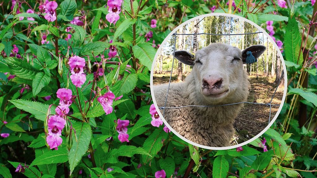 Jättipalsami ja lampaat