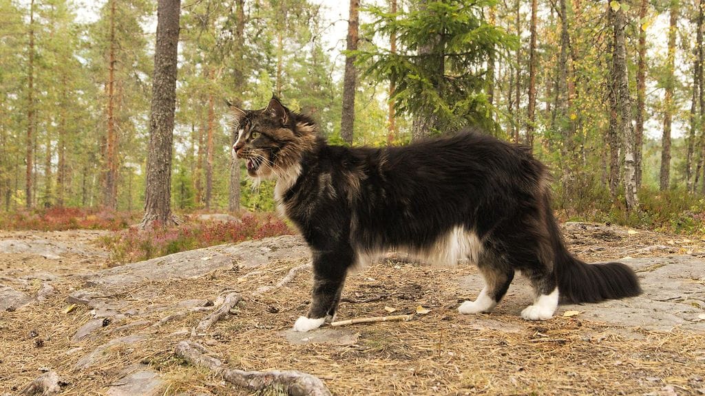 KUVA VAIN LIFESTYLEEN (3)