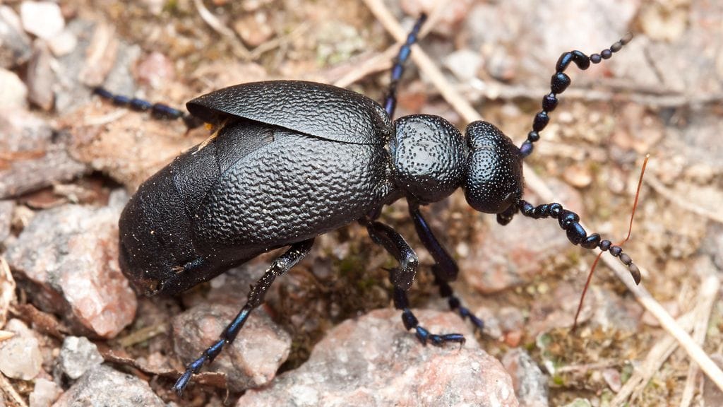 Pikkutytölle tuli pahoinvointia sen jälkeen, kun hän laittoi suuhunsa isotoukohärkä-kuoriaisen (kuvassa).