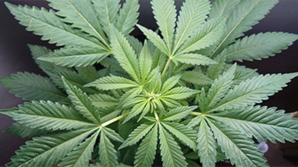 Kannabis on muita päihteitä vaarattomampaa, kertoo laaja EU-selvitys. Kuva: Bambelera/stock.xchng