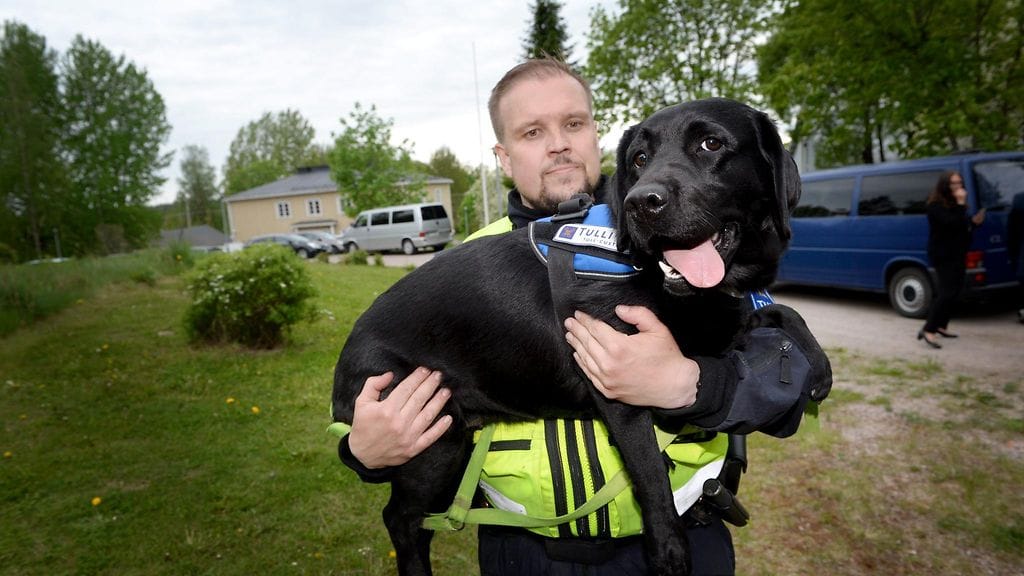 LEHTIKUVA: Tullikoira Jutta