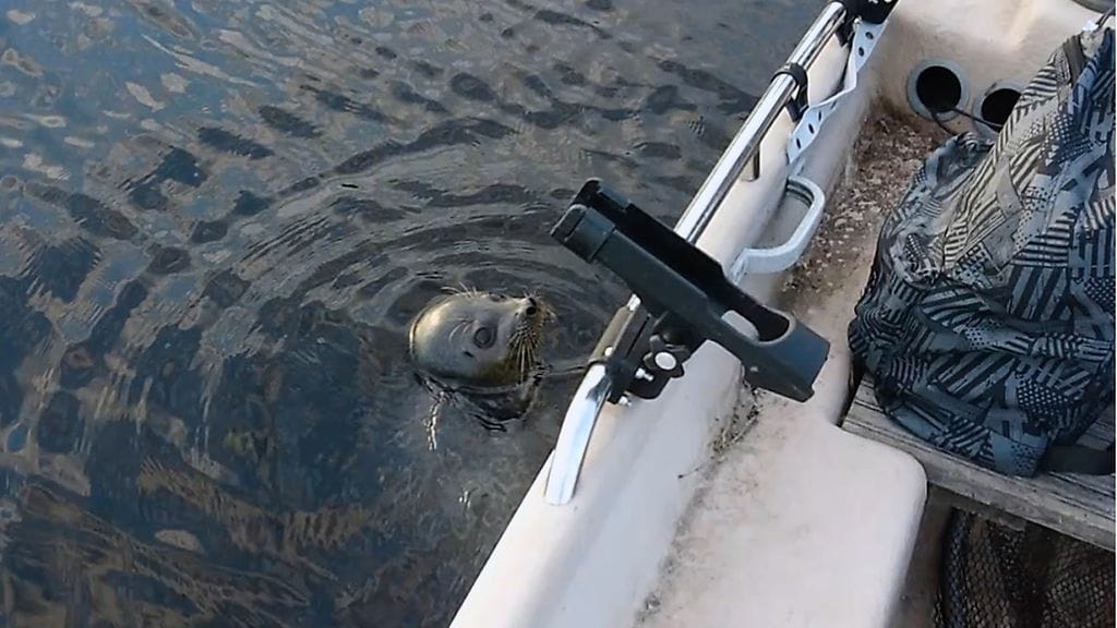 ÄLÄ KÄYTÄ MUISSA JUTUISSA! Saimaannorppa, kuvaaja Sanna Koli