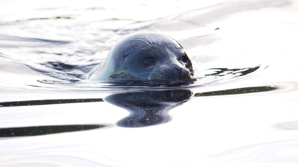 ÄLÄ KÄYTÄ MUISSA JUTUISSA! Saimaa, saimaannorppa, kuutti, kuvaaja Sanna Koli