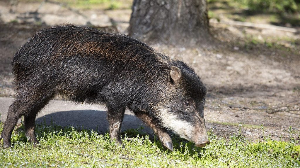 korkeasaari huulipekari LK (1)