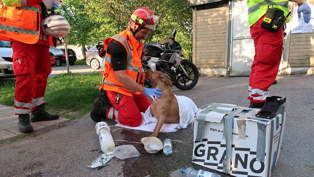 OMA pelastuslaitos, koira, tulipalo, lemmikit