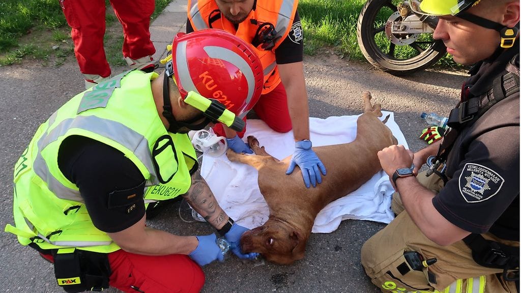 OMA pelastuslaitos, koira, tulipalo, lemmikit 1