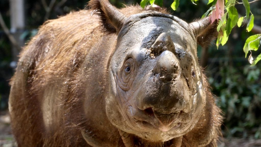 aop sumatransarvikuono