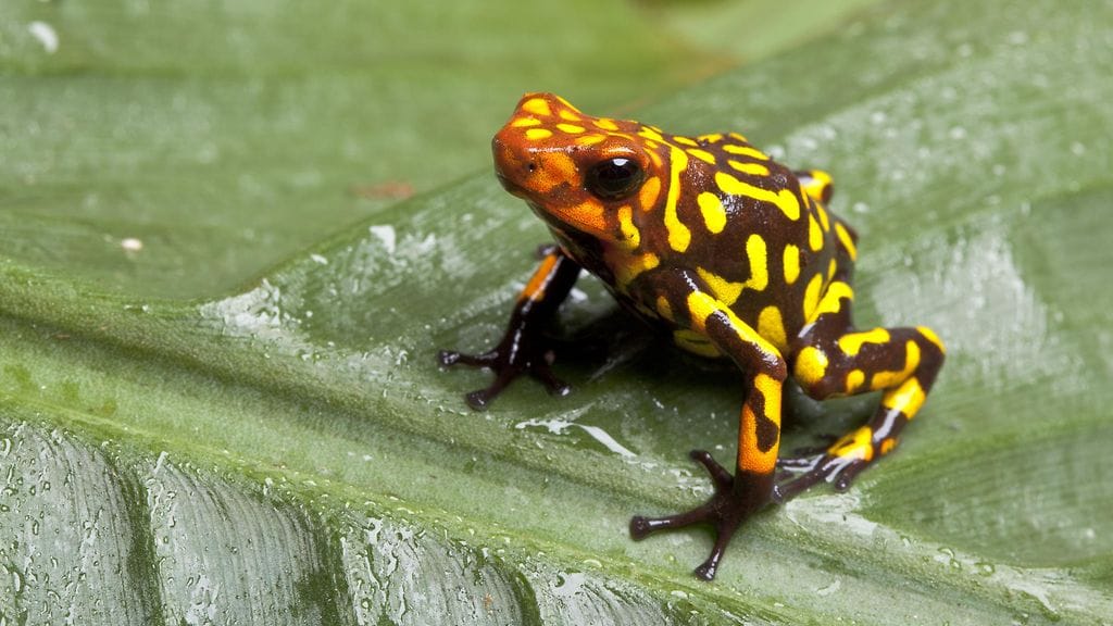 aop harlekiininuolimyrkkysammakko