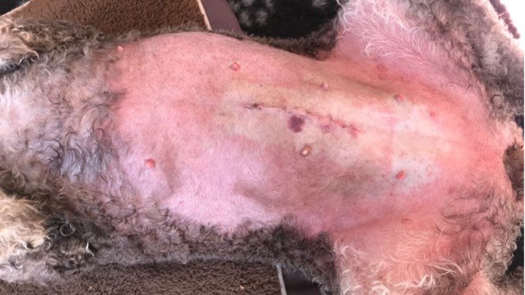 OMA, koira, sairastuminen