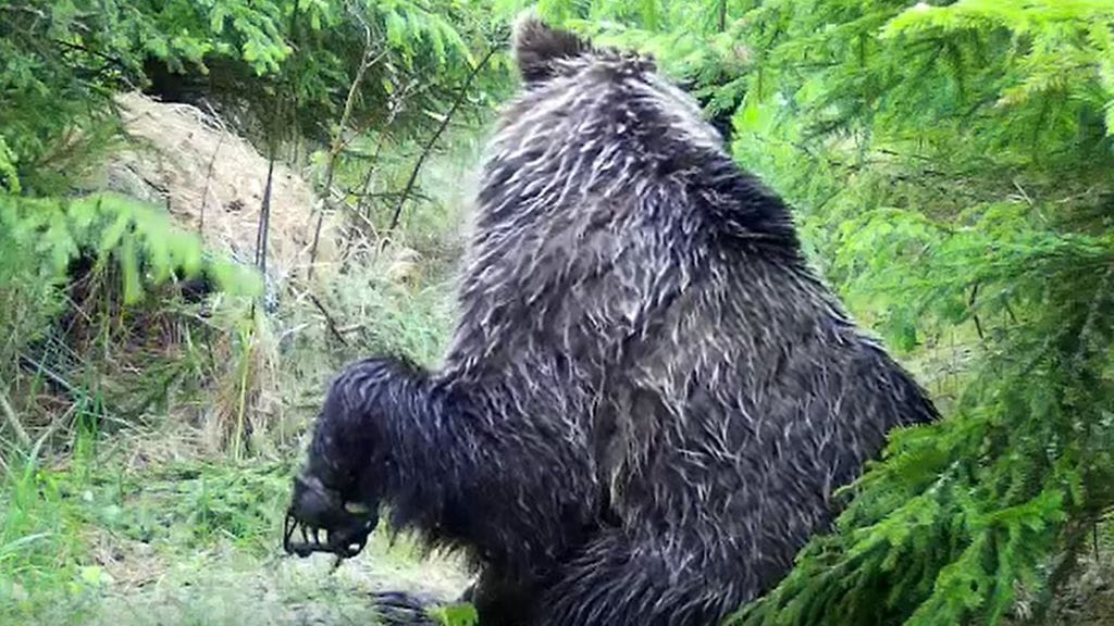 Karhu Lieksassa, kuvituskuva.