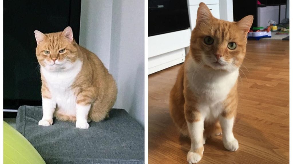 103188169_264091261504348_4066602990573896490_n