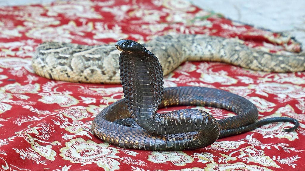 Moni välttelee – syystäkin – käärmeiden puremia viimeiseen asti. Yhdysvaltalainen Tim Friede alkoi toimia aivan päinvastoin.