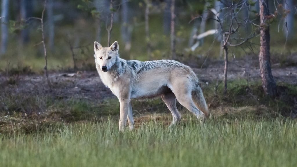 Metsästäjä on ampui suden Kajaanissa tiistaina, kun kaksi sutta jahtasi hänen koiraansa. Tapausta tutkitaan törkeänä metsästysrikoksena. Kuvituskuvan susi ei liity uutiseen.