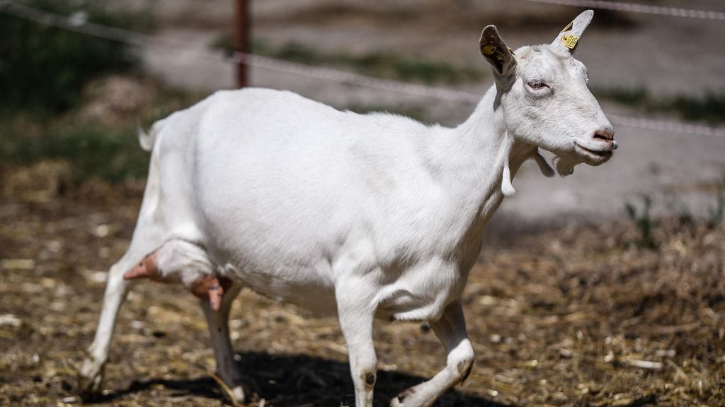 Itä-Suomen aluehallintovirasto on antanut päätöksen, jolla Joroisissa Pohjois-Savossa irrallaan liikkuneet ja maanantaina tilapäishoitoon toimitetut vuohet on luovutettu uudelle omistajalle. Kuvituskuva.