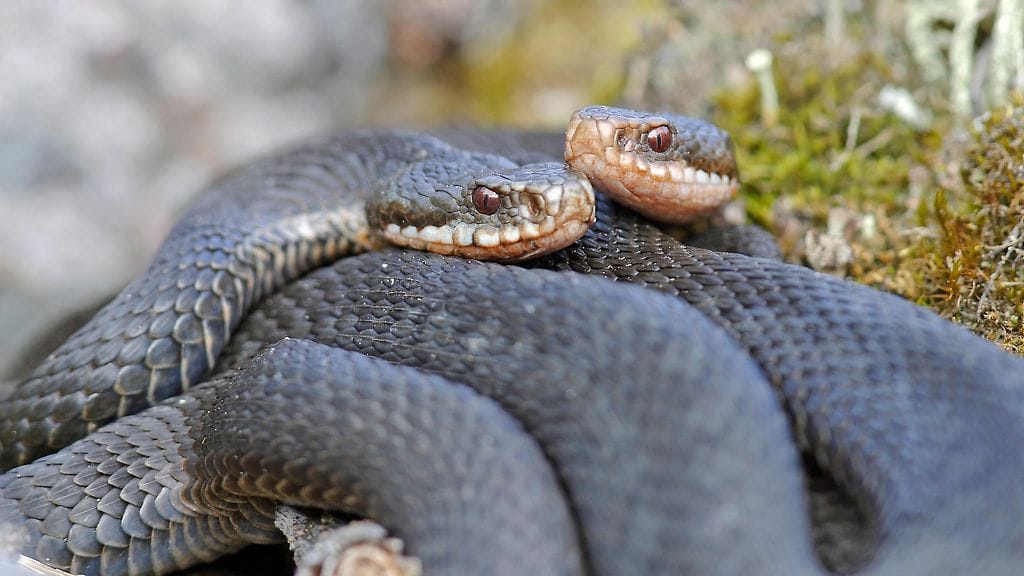 Kyykäärmeet kuuluvat luontoon, mutta lemmikit eivät välttämättä osaa varoa niitä riittävästi.