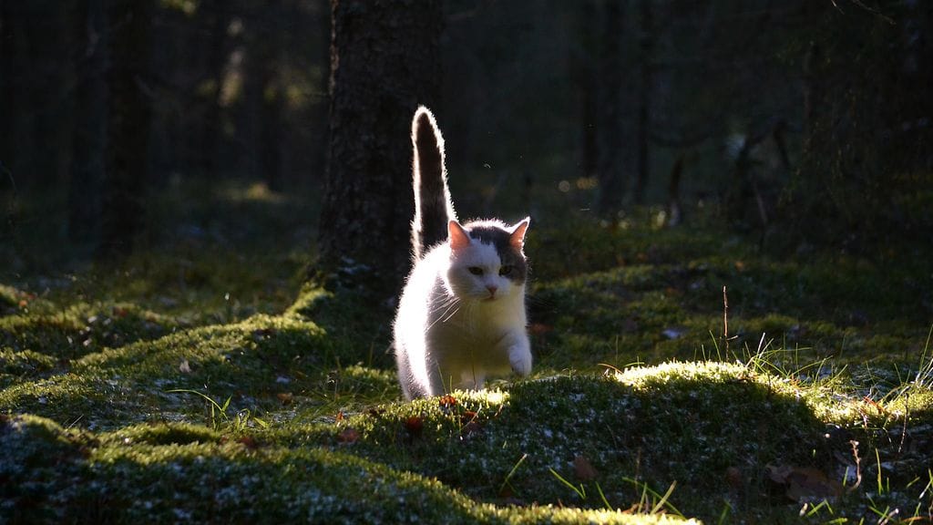 Sankarikissa Jesse pelasti perheensä tulipalosta – herätti nukkuvan Heikin, kun yläkerta oli jo täynnä savua