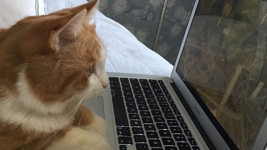 OMA, mummukissa, internet