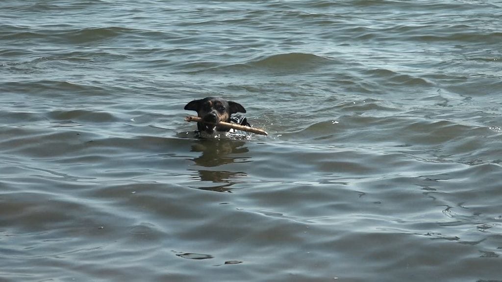 Tv-juttu_koirat_helle4