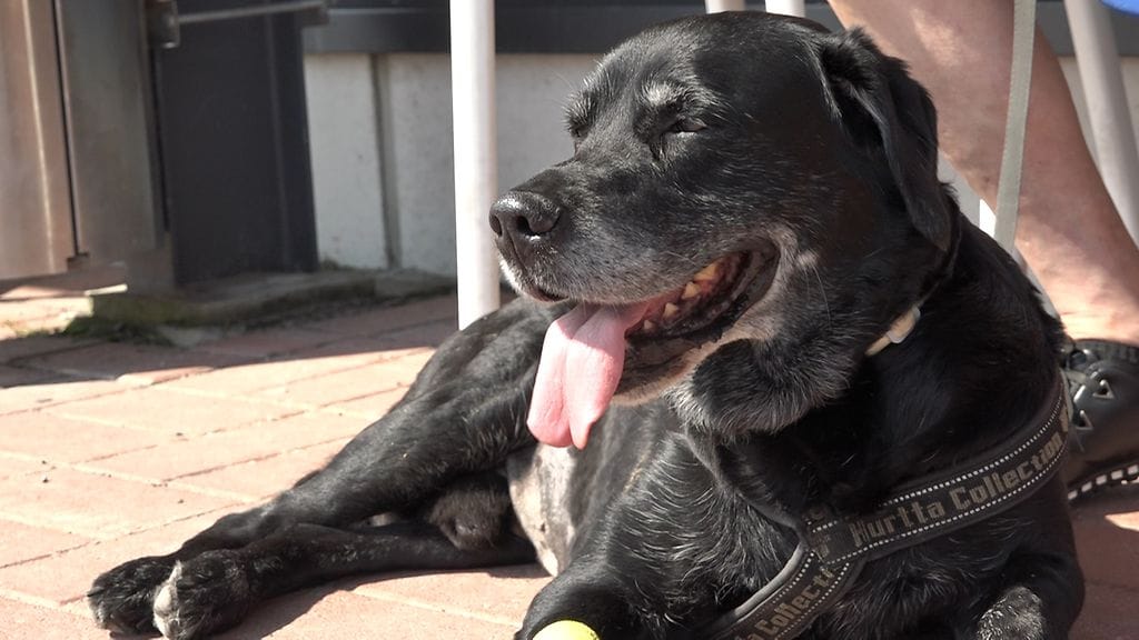 Tv-juttu_koirat_helle