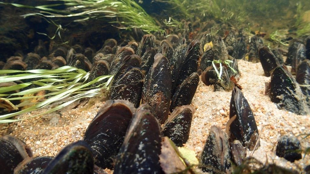 Metsähallitus selvittää tänä kesänä, miten raakut (kuvassa) selvisivät talven yli Kainuun Suomussalmen Hukkajoella.